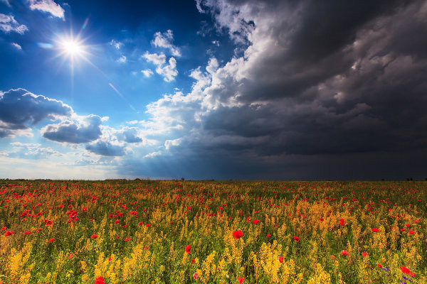 Paisagem natural com flores e céu tempestuoso