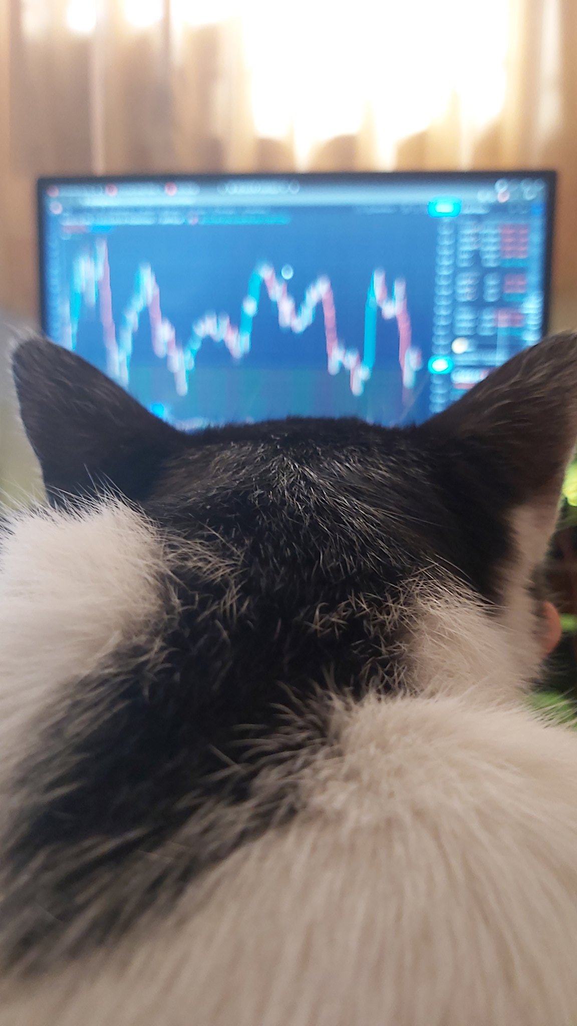 Instagram @Onlnternet üzerinde TradingView Grafiği