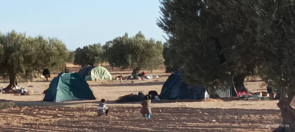 Les migrants installés dans des champs d'oliviers à El Amra, en Tunisie, le 28 novembre 2023. Crédit : DR