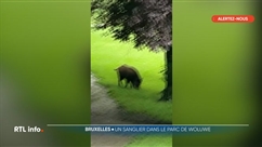 Un sanglier filmé dans le parc de Woluwe à Bruxelles