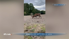 Un cerf qui errait à Mons a été abattu