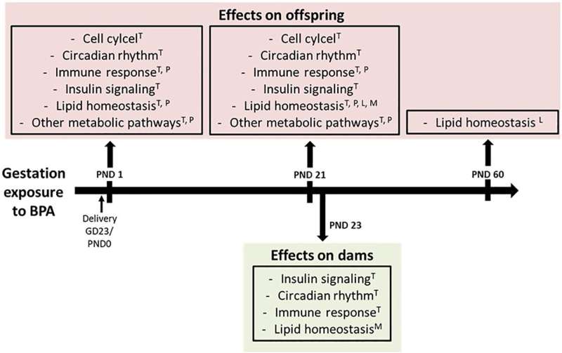 Bisphenol A (BPA) impacts rat offspring more seriously than mothers