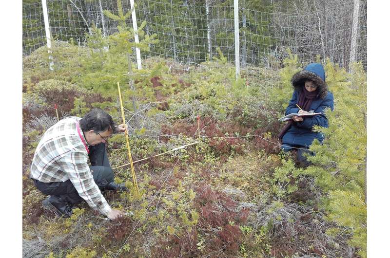 Moose can play a big role in global warming