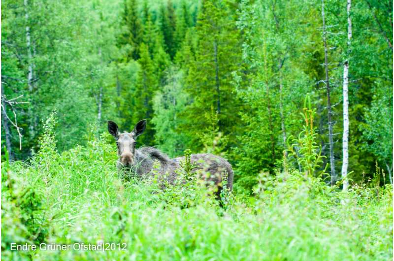 Moose can play a big role in global warming