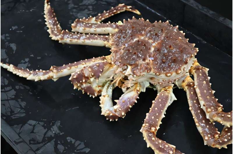 Genetic diversity in Alaska red king crab may provide climate change resilience