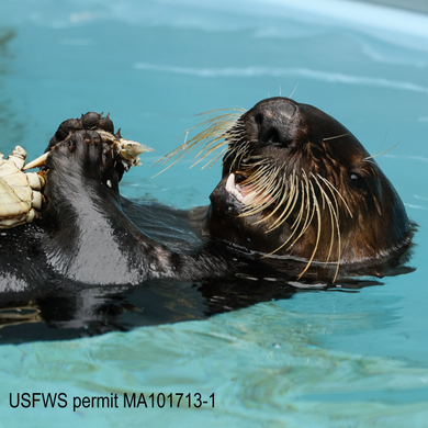 Photo of a sea otter on its back eating crab. Text reads, 