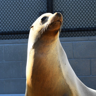 Front profile of California sea lion with brick wall and fence in background.