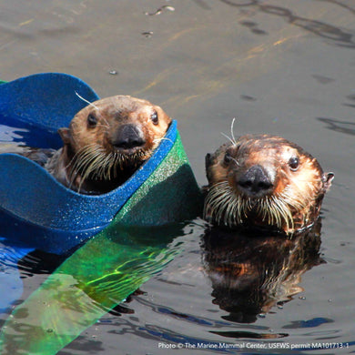 Two otters peeking out of water. Text reads 