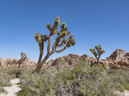 Day trip to Joshua Tree National Park