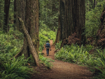 Weekend at Redwood National Park