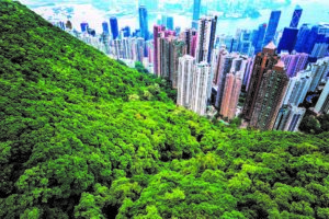 Areal view of a city with skyscrapers. In the foreground, a dense canopy of green trees