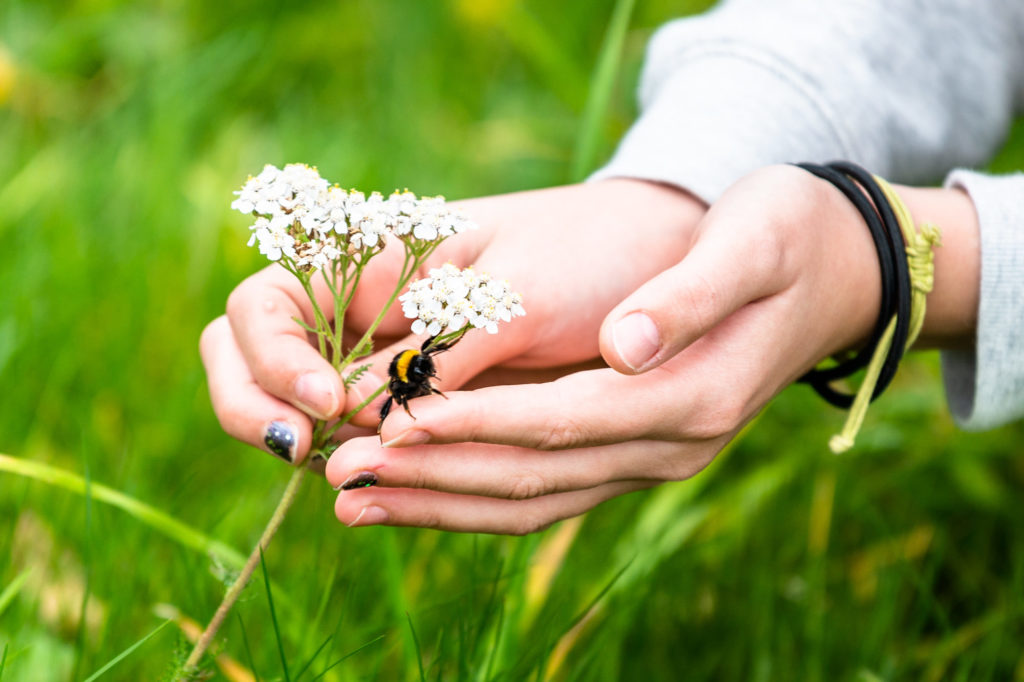 Barnehender, humle og blomst