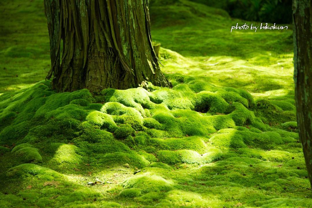 西芳寺（苔寺）