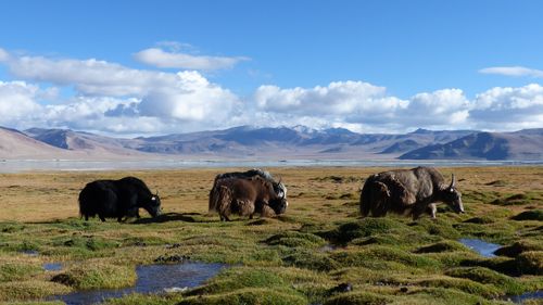 Ladakh