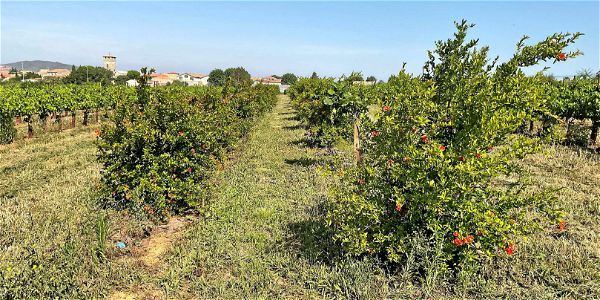 Des rangées de grenadiers entre deux parcelles de vignes enherbées. L'expérimentation d'agroforesterie pour limiter l'utilisation d'insecticides, menée par l'Inrae et l'Institut Agro Montpellier, sera renouvelée jusqu'en 2030. 