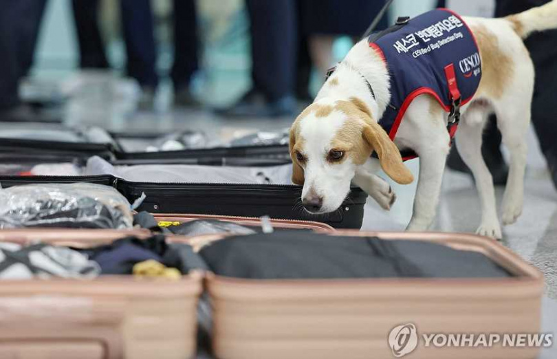 仁川機場最近出現一隻特殊檢疫犬，任務就是找出有沒有臭蟲偷渡。（圖／翻攝自韓聯社）