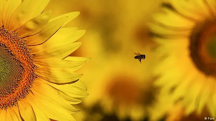 Sonnenblume (Foto: Fars)