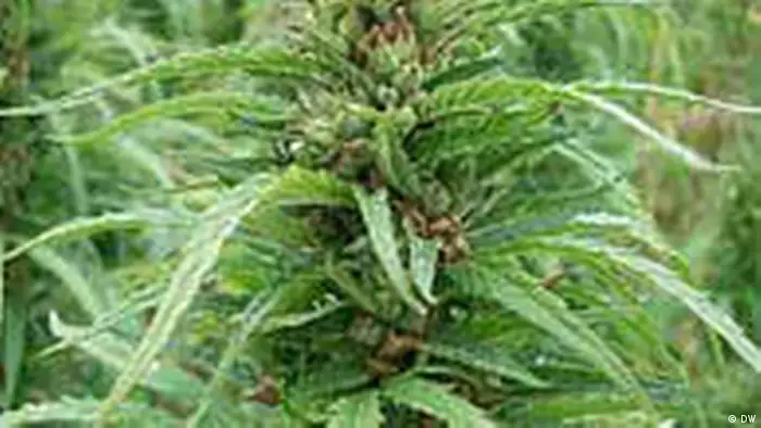Cannabispflanze (Foto: Pandeli Pani)