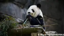 Xi Lun, the giant panda that China loaned to Zoo Atlanta, sits in its enclosure in Atlanta, Georgia, U.S., December 7, 2023.  REUTERS/Megan Varner TPX IMAGES OF THE DAY 