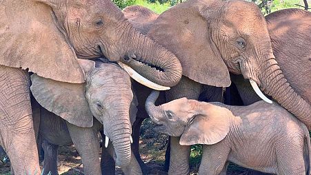 In this undated photo, an African elephant family comforts a calf in Samburu National Reserve, Kenya. 