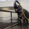 Elephant learns to use hose for daily shower