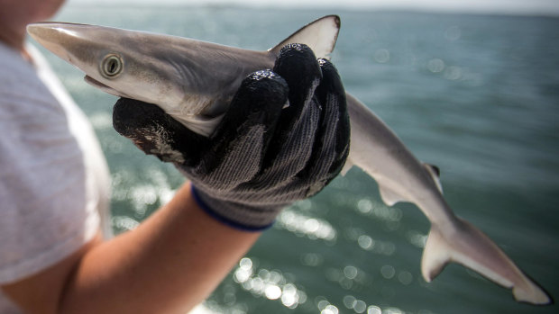 Sharks test positive to high levels of cocaine off the coast of Brazil