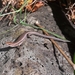 Dark-flecked Garden Sunskink - Photo (c) Timothy Harker, all rights reserved, uploaded by Timothy Harker