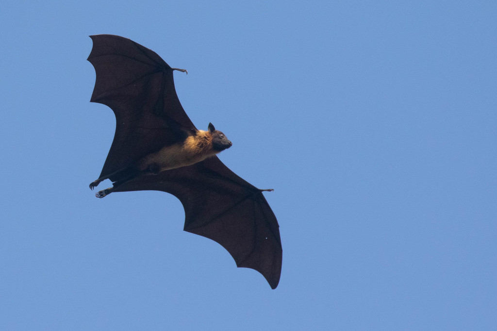 Large Flying-Fox - Photo (c) dougnaturalist, all rights reserved