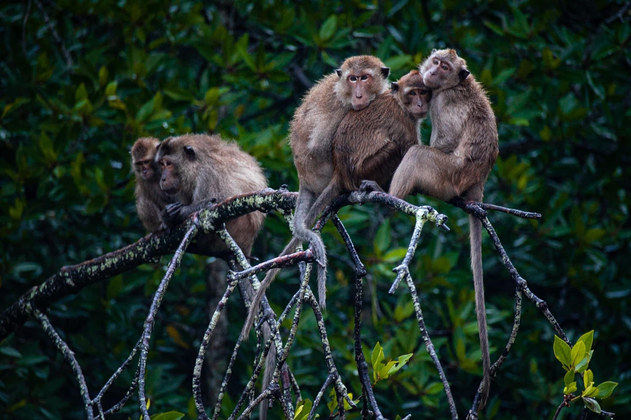 Keep an eye out for monkeys as they clamber up the mangrove roots