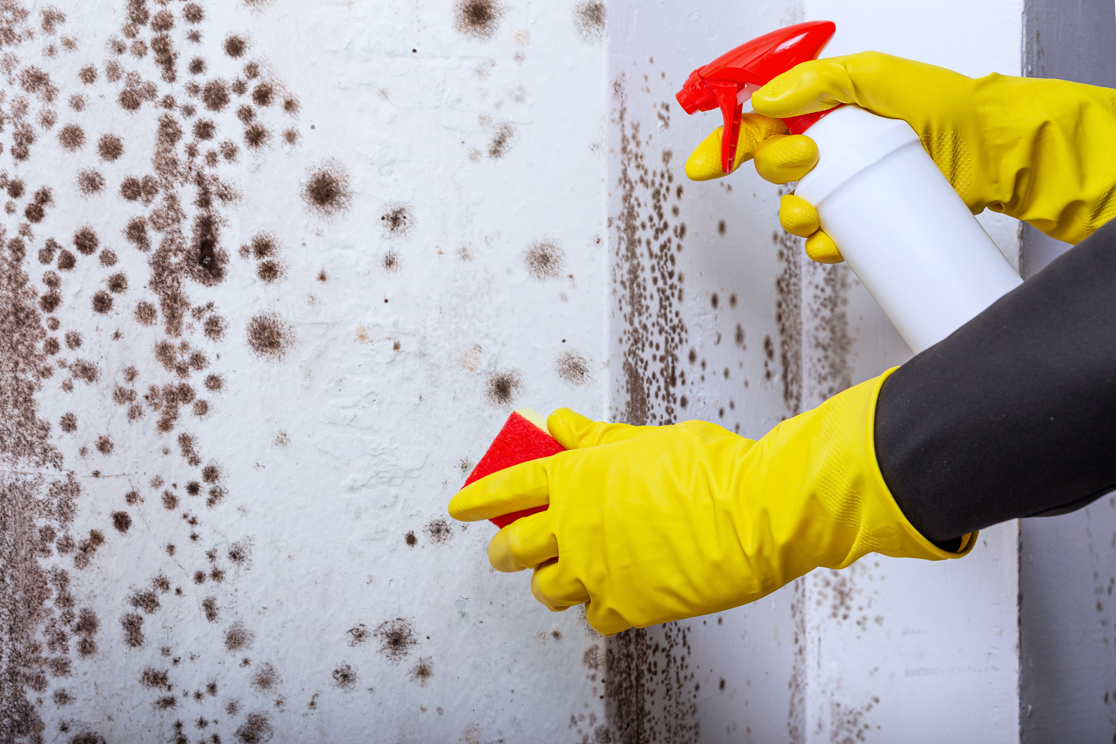 Black mold can be cleaned using these products and a specific mixture of bleach and water. Online searches for black mold hit their highest levels ever in August