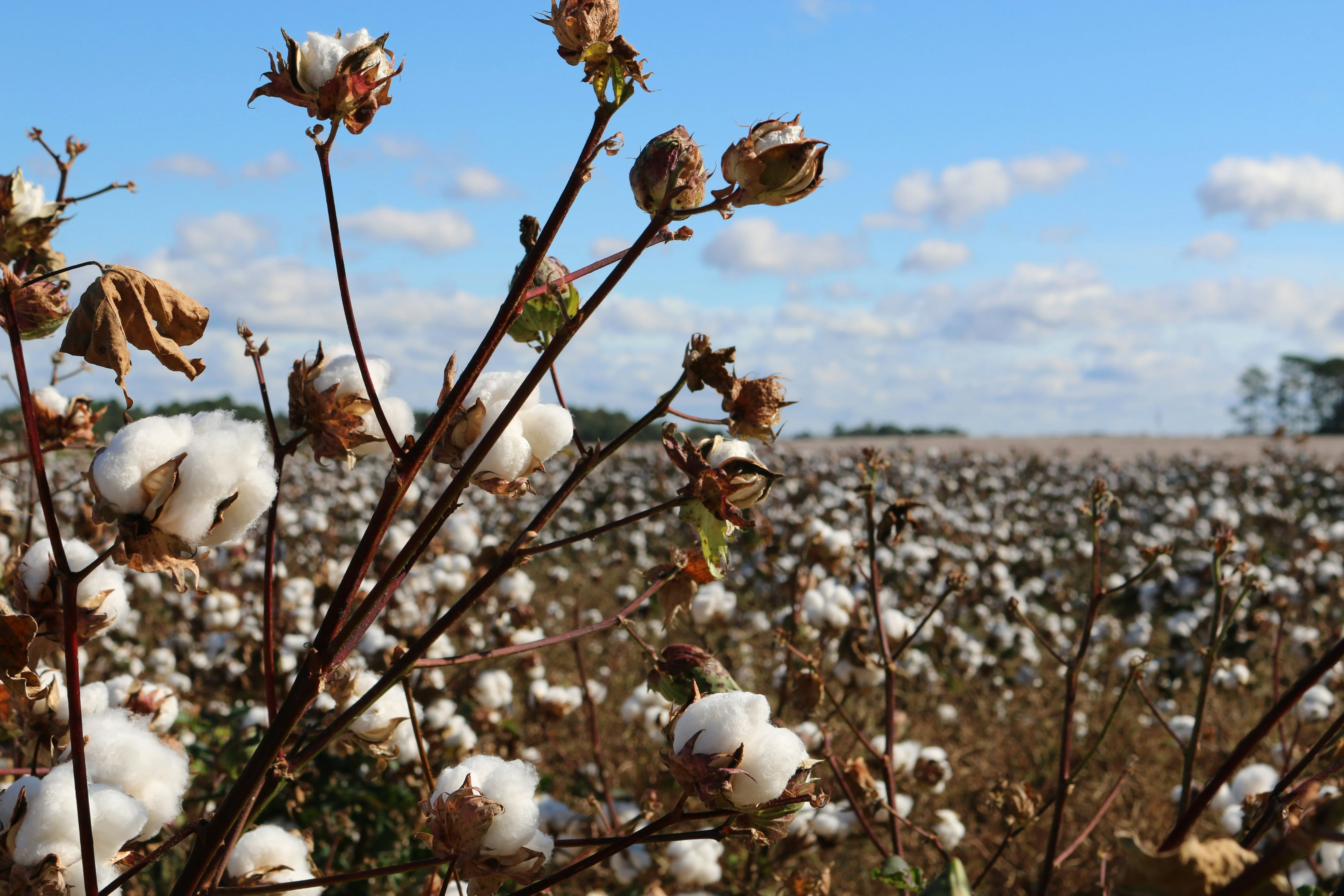 From Cotton Fields to Battlefields: Cotton Revival in Odesa Helps Fight Ukraine’s Ammo Shortage