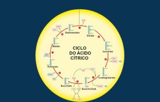 Observe as etapas do ciclo de Krebs, atualmente chamado de ciclo do ácido cítrico ou ciclo do ácido tricarboxílico.