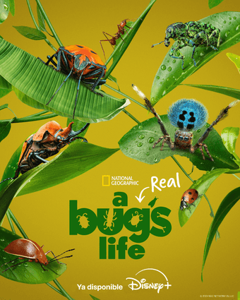 A REAL BUG’S LIFE