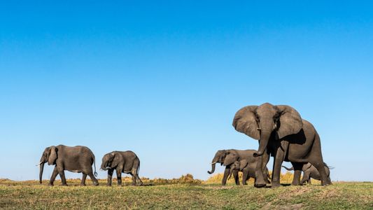 Elefantes africanos de sabana pasean por el delta del Okavango, en Botsuana