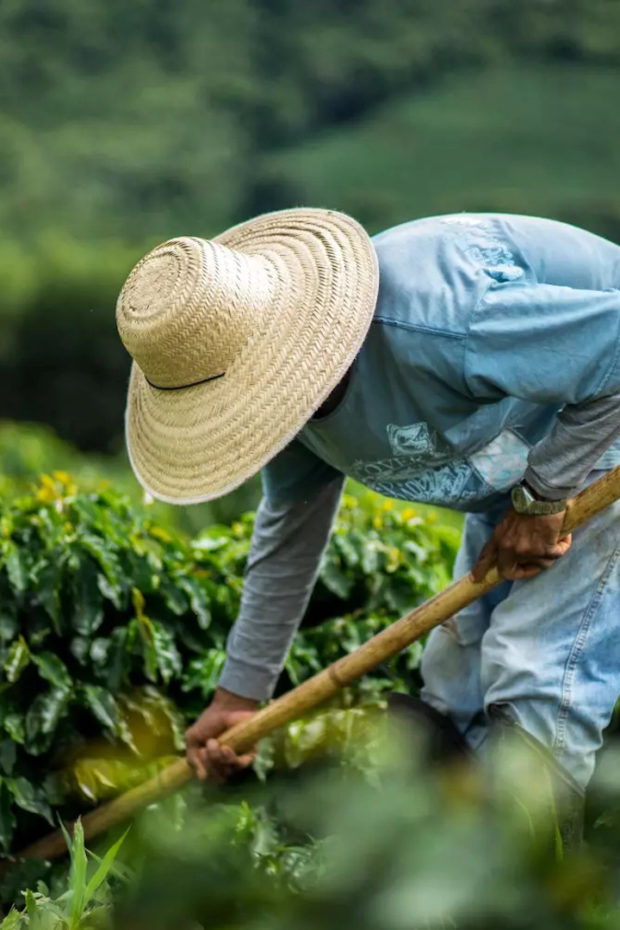 Empresa cria edital para fomentar mercado de café no Brasil