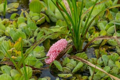 Lumaca mela e le sue uova rosa, perché sono pericolose e vietate in Ue