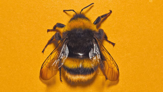 Ruhende Hummel auf gelbem Hintergrund