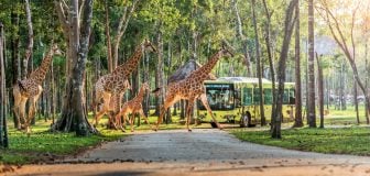 [Summer Sale -10%] Best-value Vinpearl Safari & VinWonders Phu Quoc combo tickets – Unlimited access now available