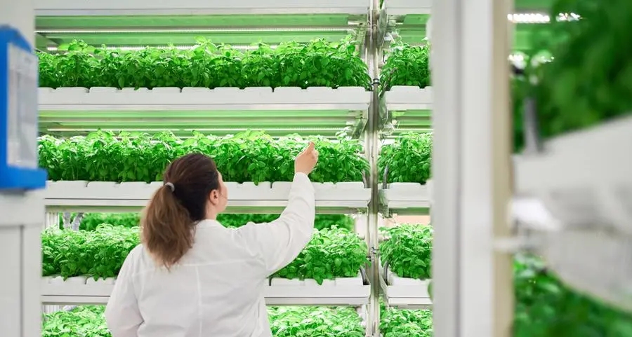 Omani vertical farming venture sees positive consumer response