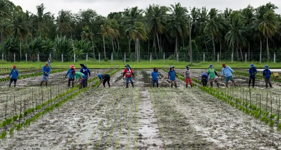 Marcos vows to address rising rice prices, make Kadiwa stalls permanent in Philippines