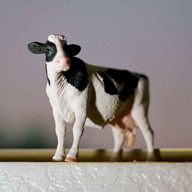  A tiny plastic cow.