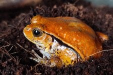 Imagine this Sambava tomato frog from Madagascar, but covered in a viscous white glue after you pestered it.