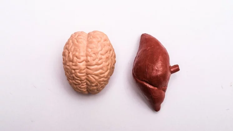 Dos figuras de un cerebro y un hígado. 