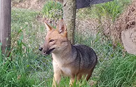 Zorrito 'Run Run'