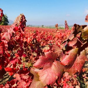 otoño Valle de Colchagua