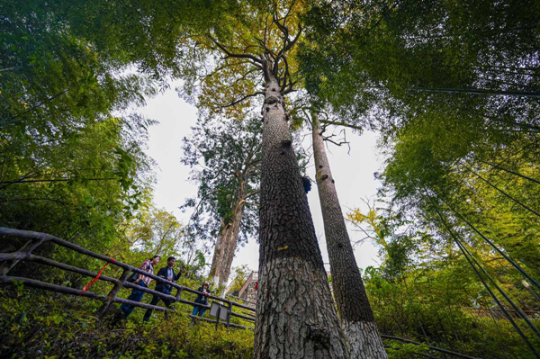 Autumn splendor unveiled in Maohuo village