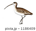 20100301＿シギ 1186409