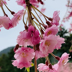 Takami no Sato Tenkuu Chaya - しだれ桜♡