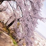 Joshuen - 釣山公園の桜