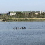 グリーンカフェ - 弥富野鳥園   なんだろぅあの黒い鳥は…